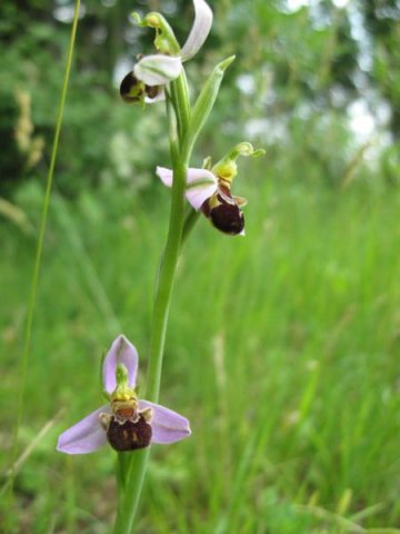 ophrys apifera